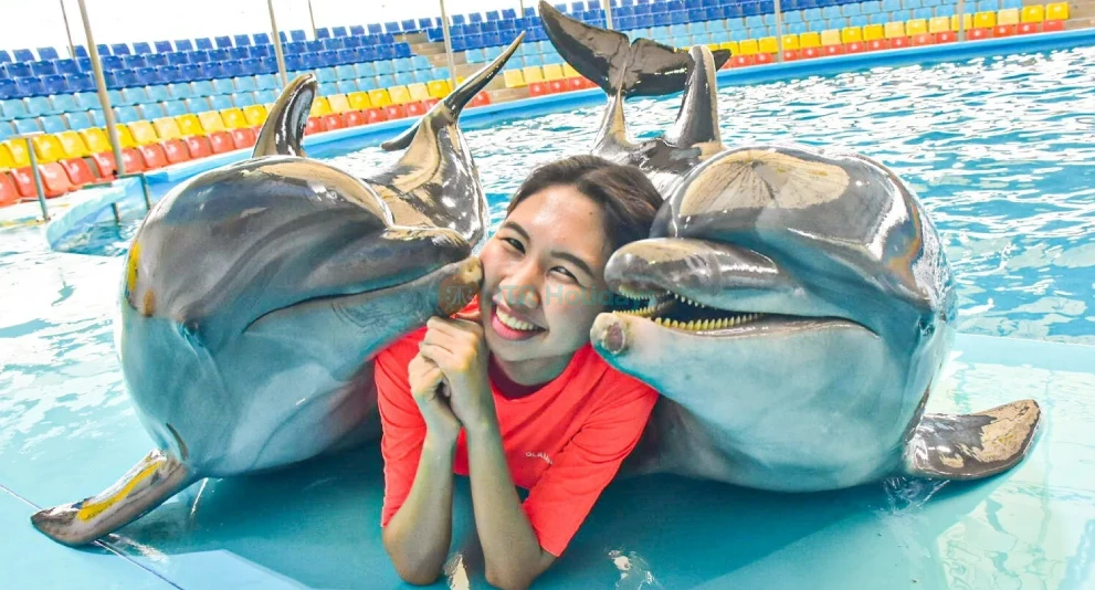 Dolphins Bay Phuket - Meet Dolphins & Enjoy Amazing Performances - JTR Holidays - Image 1 of 5