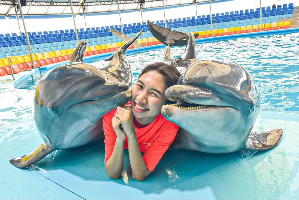 Dolphins Bay Phuket - Dolphins Bay Phuket is the only dolphinarium in Phuket where you can meet dolphins up close. At Dolphins Bay Phuket, enjoy amazing performances by dolphins and professional trainers. Learn about marine life and how to protect the ocean while having fun at Dolphins Bay Phuket. Whether you're watching the dolphins perform or interacting with them, Dolphins Bay Phuket offers an unforgettable experience for everyone. Don’t miss the chance to visit Dolphins Bay Phuket for a unique and educational adventure. Dolphins Bay Phuket - Image 1 of 5