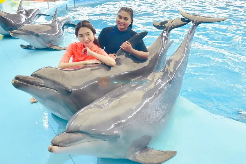 Dolphins Bay Phuket - Meet Dolphins & Enjoy Amazing Performances - JTR Holidays - Image 7 of 8