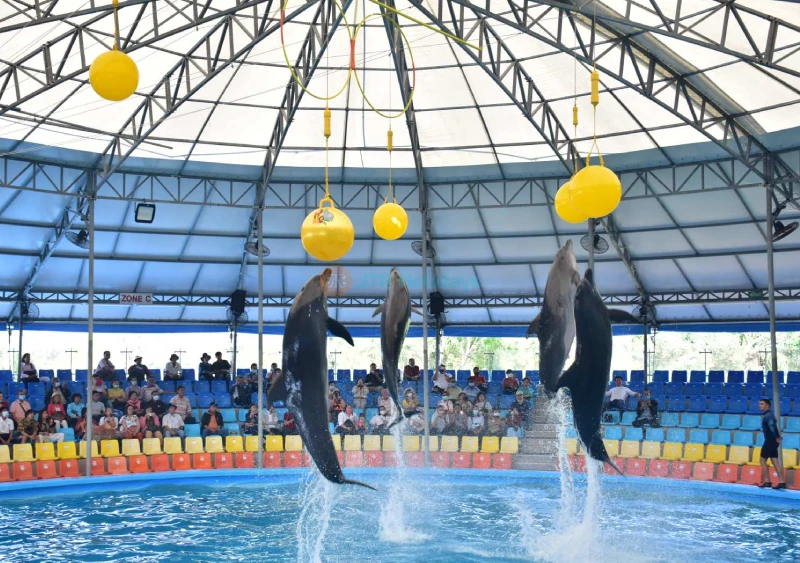 Dolphins Bay Phuket