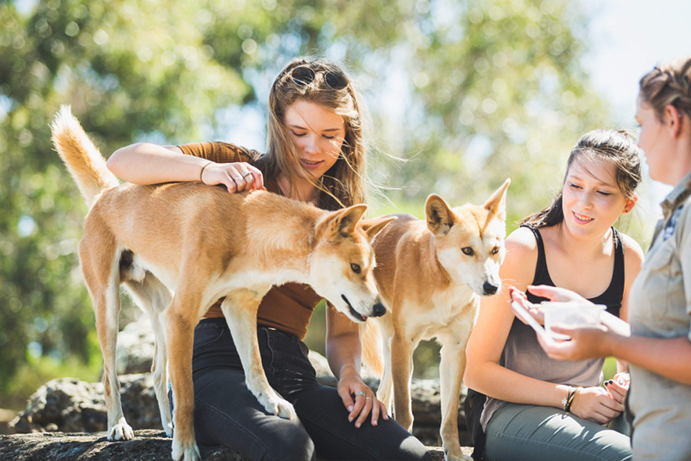 Santuario Moonlit - Explora la belleza de la vida silvestre australiana en el Santuario Moonlit. Disfruta encuentros cercanos con canguros, koalas y otros animales nativos, con emocionantes tours nocturnos que ofrecen una experiencia única. Perfecto para familias y amantes de los animales, el santuario también se centra en la conservación y la protección de especies en peligro. Un destino imperdible para una aventura memorable en la naturaleza. Santuario Moonlit - Imagen 1 de 5