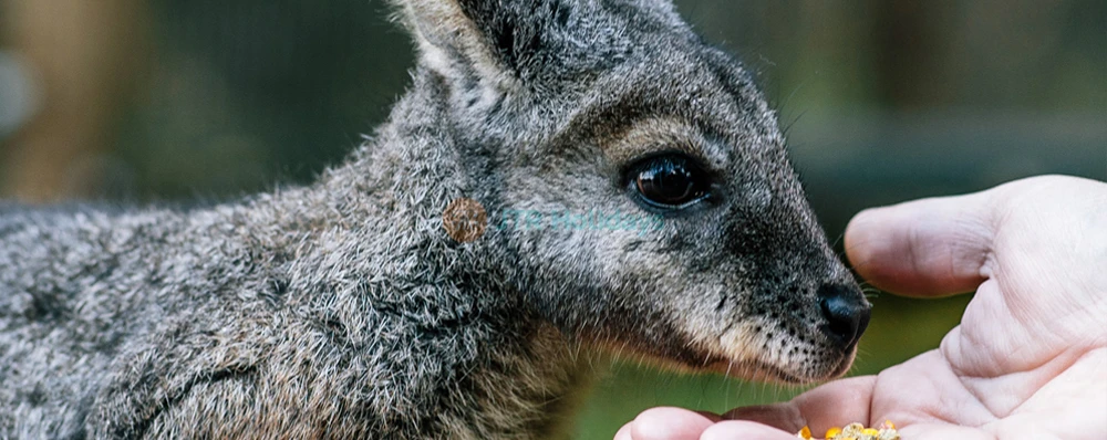 Moonlit Sanctuary - Image 3 of 5