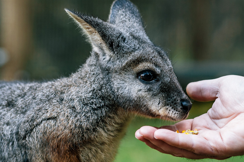 Moonlit Sanctuary - Explore the beauty of Australian wildlife at Moonlit Sanctuary. Enjoy close encounters with kangaroos, koalas, and other native animals, with exciting night tours offering a unique experience. Perfect for families and animal lovers, the sanctuary also focuses on conservation and protecting endangered species. A must-visit destination for a memorable adventure in nature. Moonlit Sanctuary - Image 3 of 5