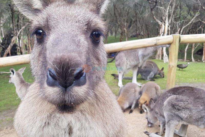 Moonlit Sanctuary Wildlife Park – Discover Australian Animals & Night Tours - JTR Holidays