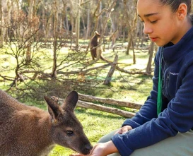 Moonlit Sanctuary Wildlife Park – Discover Australian Animals & Night Tours - JTR Holidays