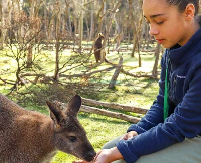 Moonlit Sanctuary - Explore the beauty of Australian wildlife at Moonlit Sanctuary. Enjoy close encounters with kangaroos, koalas, and other native animals, with exciting night tours offering a unique experience. Perfect for families and animal lovers, the sanctuary also focuses on conservation and protecting endangered species. A must-visit destination for a memorable adventure in nature. Moonlit Sanctuary - Image 5 of 5