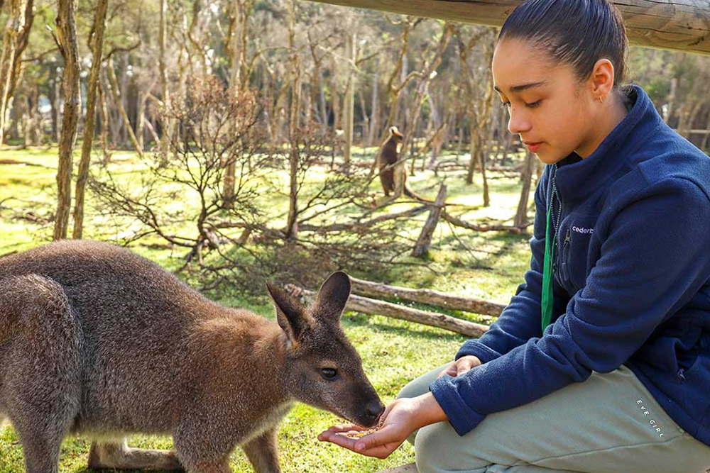 Santuario Moonlit - Explora la belleza de la vida silvestre australiana en el Santuario Moonlit. Disfruta encuentros cercanos con canguros, koalas y otros animales nativos, con emocionantes tours nocturnos que ofrecen una experiencia única. Perfecto para familias y amantes de los animales, el santuario también se centra en la conservación y la protección de especies en peligro. Un destino imperdible para una aventura memorable en la naturaleza. Santuario Moonlit - Imagen 5 de 5