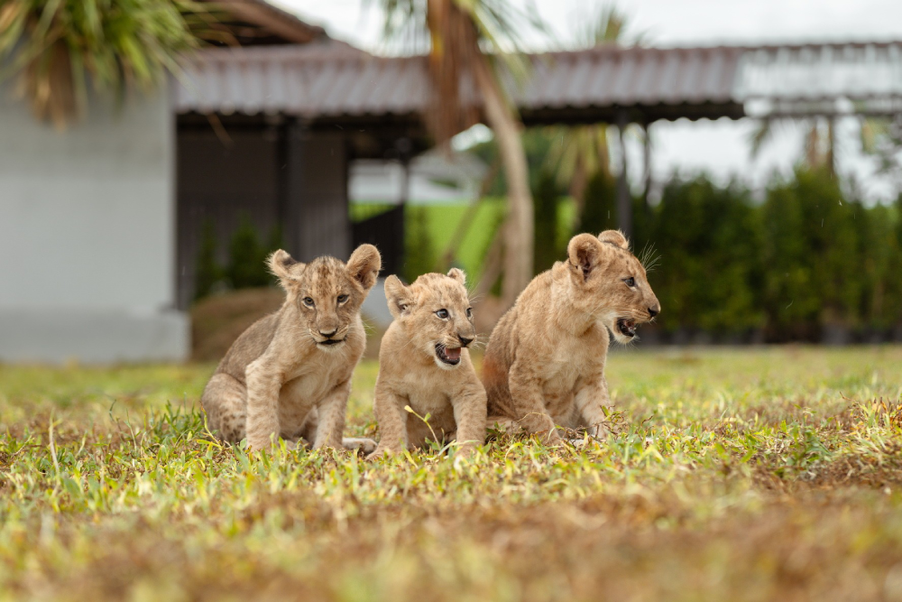 Lion Land Phuket - Image 1 of 8