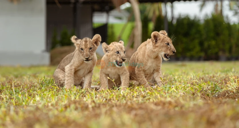 Lion Land Phuket - Thailand's First Lion Zoo & Unforgettable Wildlife Experience - JTR Holidays