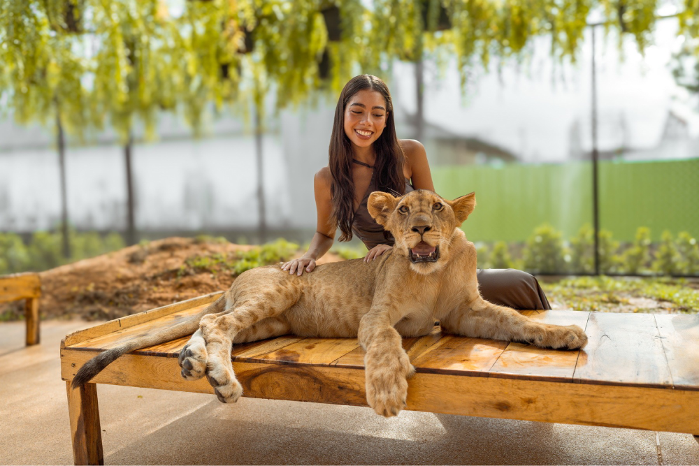 Lion Land Phuket - Image 3 of 5