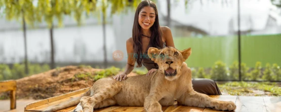 Lion Land Phuket - Thailand's First Lion Zoo & Unforgettable Wildlife Experience - JTR Holidays