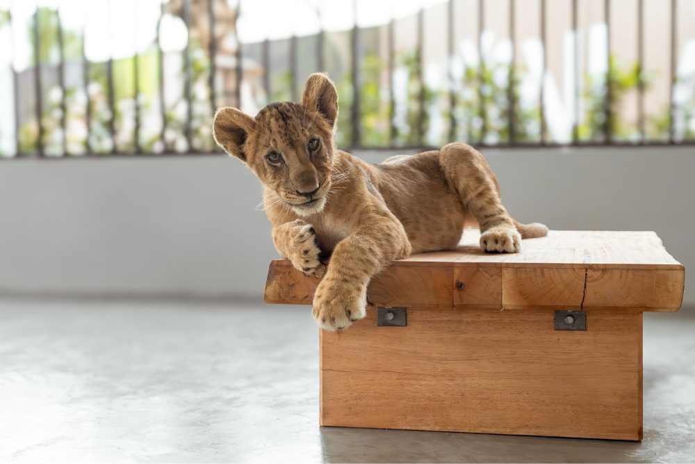 Lion Land Phuket - Image 5 of 8