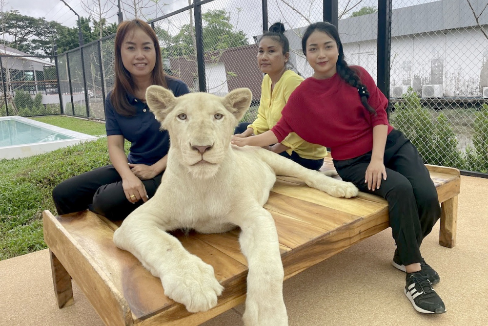 Lion Land Phuket - Image 6 of 8