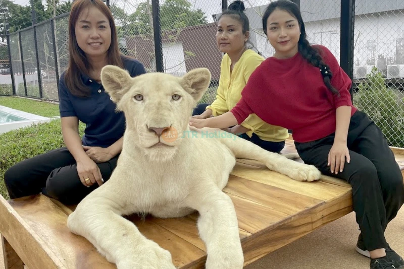 Lion Land Phuket - Thailand's First Lion Zoo & Unforgettable Wildlife Experience - JTR Holidays