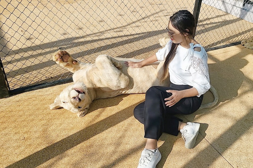 Lion Land Phuket - Image 7 of 8