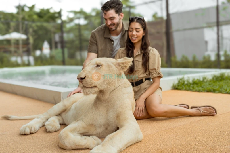 Lion Land Phuket - Thailand's First Lion Zoo & Unforgettable Wildlife Experience - JTR Holidays