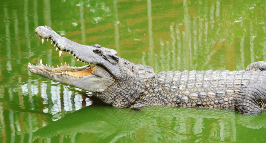 Dubai Crocodile Park - Dubai Crocodile Park, an extraordinary facility sprawling over 20,000 sqm of land and water, providing a haven for over 250 Nile crocodiles. Every detail has been meticulously designed to ensure the utmost comfort for these majestic creatures. Our park boasts a specialized Crocodile Aquarium and an unparalleled Crocodile Museum, both dedicated to delving deep into the captivating realm of the Nile Crocodile, offering visitors an immersive exploration of their natural history. Dubai Crocodile Park - Image 1 of 5