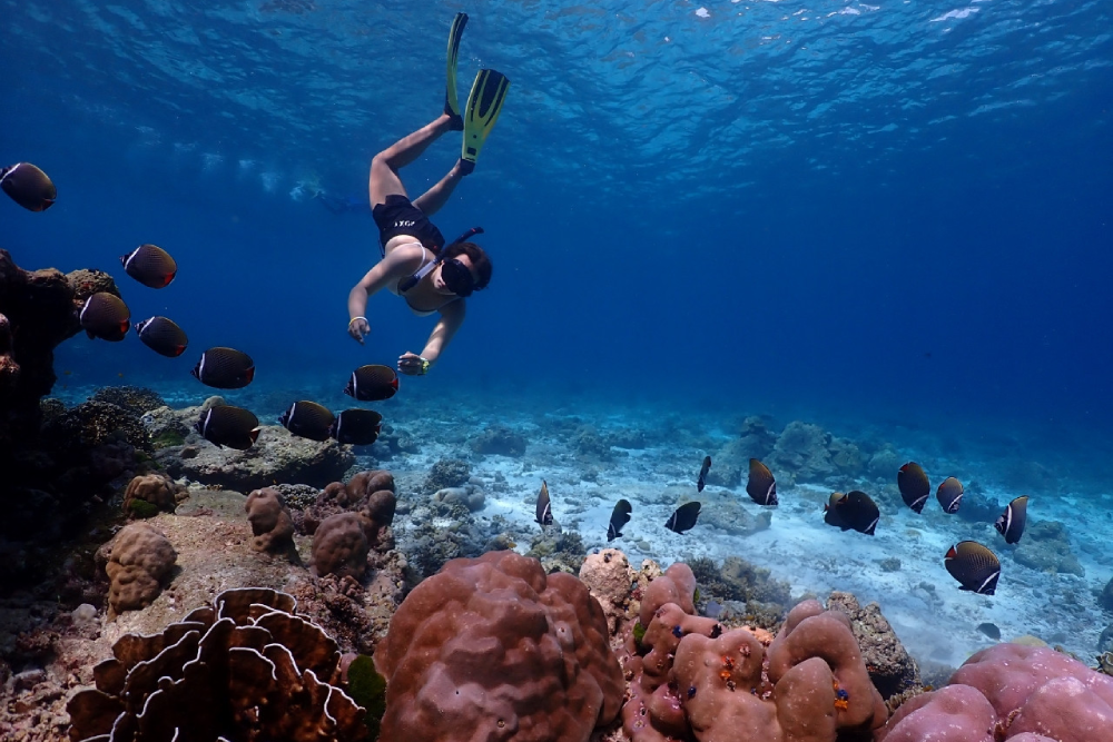 Similan-Inseln Speedboot Schnorcheltour ab Phuket - Machen Sie eine ganztägige Speedboot-Schnorcheltour von Phuket zu den atemberaubenden Similan-Inseln. Entdecken Sie kristallklares Wasser, lebendige Korallenriffe und Sandstrände mit weißem Sand. Besuchen Sie berühmte Orte wie Sail Rock und mehrere Schnorchelstellen, die von Meeresleben wimmeln. Inklusive Hoteltransfer, Schnorchelausrüstung, thailändischem Mittagessen und geführten Erlebnissen, perfekt für Naturliebhaber und Abenteuerlustige. Similan-Inseln Speedboot Schnorcheltour ab Phuket - Bild 1 von 5