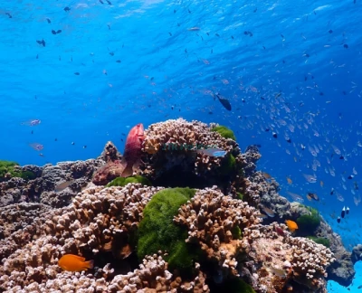 Similan Islands Speedboat Snorkeling Tour from Phuket - Image 2 of 5