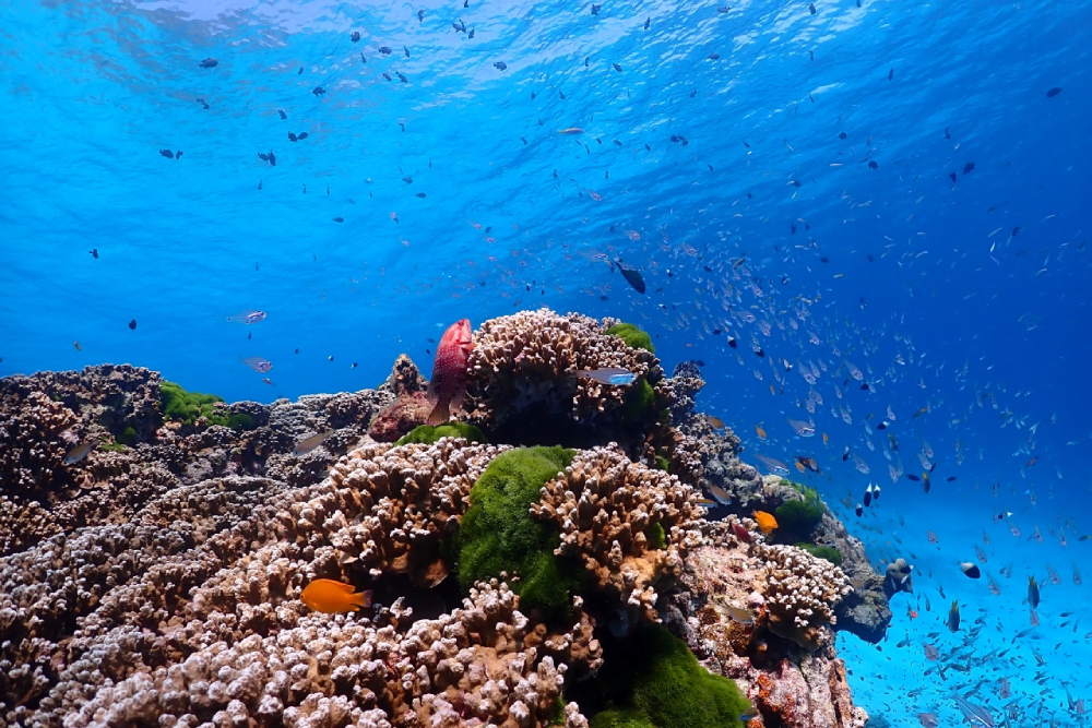 Similan-Inseln Speedboot Schnorcheltour ab Phuket - Machen Sie eine ganztägige Speedboot-Schnorcheltour von Phuket zu den atemberaubenden Similan-Inseln. Entdecken Sie kristallklares Wasser, lebendige Korallenriffe und Sandstrände mit weißem Sand. Besuchen Sie berühmte Orte wie Sail Rock und mehrere Schnorchelstellen, die von Meeresleben wimmeln. Inklusive Hoteltransfer, Schnorchelausrüstung, thailändischem Mittagessen und geführten Erlebnissen, perfekt für Naturliebhaber und Abenteuerlustige. Similan-Inseln Speedboot Schnorcheltour ab Phuket - Bild 2 von 5
