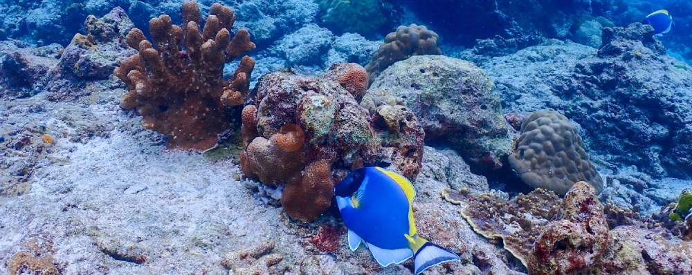 Similan Islands speedboat Snorkeling Tour from Phuket - JTR Holidays - Image 4 of 5