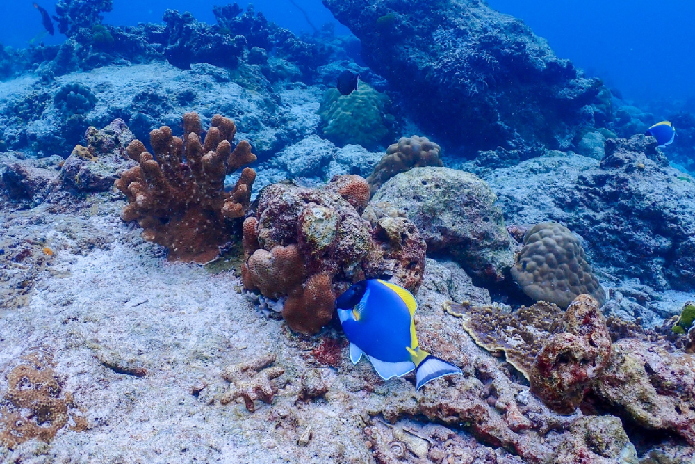 Similan Islands Speedboat Snorkeling Tour from Phuket - Image 4 of 8