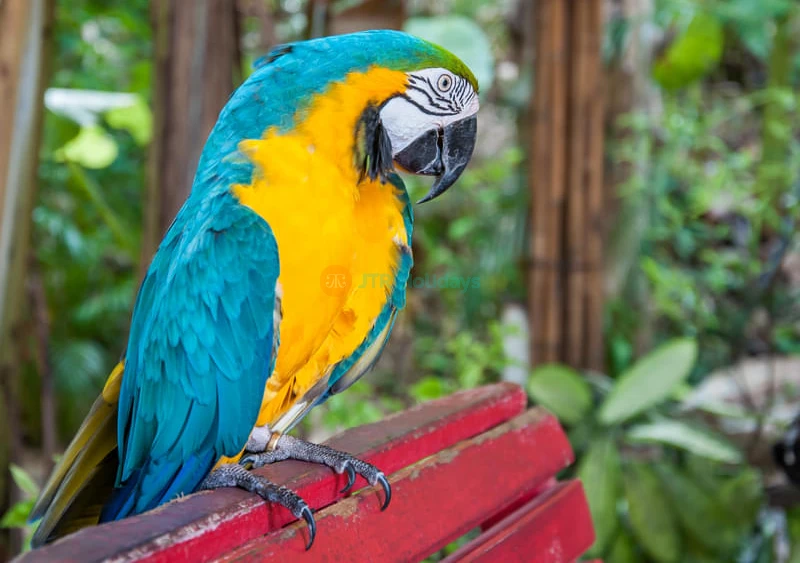 Phuket Bird Park