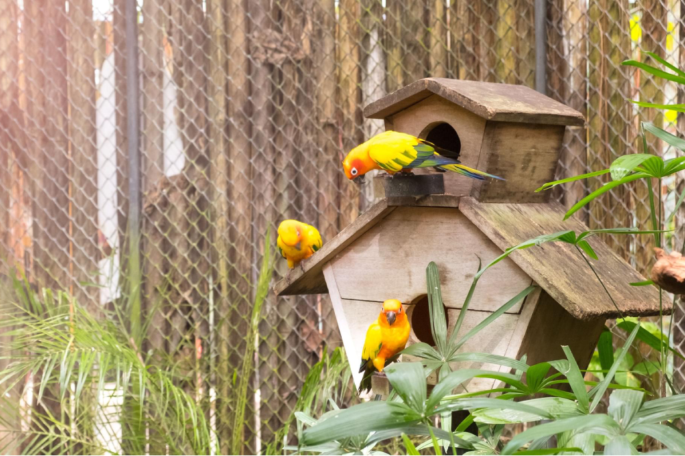 Phuket Bird Park - Discover the beauty of Phuket Bird Park, Thailand's largest bird park, home to over 1,000 birds from more than 100 exotic species. Get up close with colorful macaws, hornbills, eagles, parrots, and owls at Phuket Bird Park. Enjoy interactive bird feeding, take memorable photos, and watch the incredible bird show where smart birds perform fun tricks. Explore lush gardens, cascading waterfalls, and natural-style habitats at Phuket Bird Park. Perfect for families and nature lovers, Phuket Bird Park offers a fun and educational experience for all ages. Don’t miss the chance to visit Phuket Bird Park and create unforgettable memories in Phuket! Phuket Bird Park - Image 1 of 5