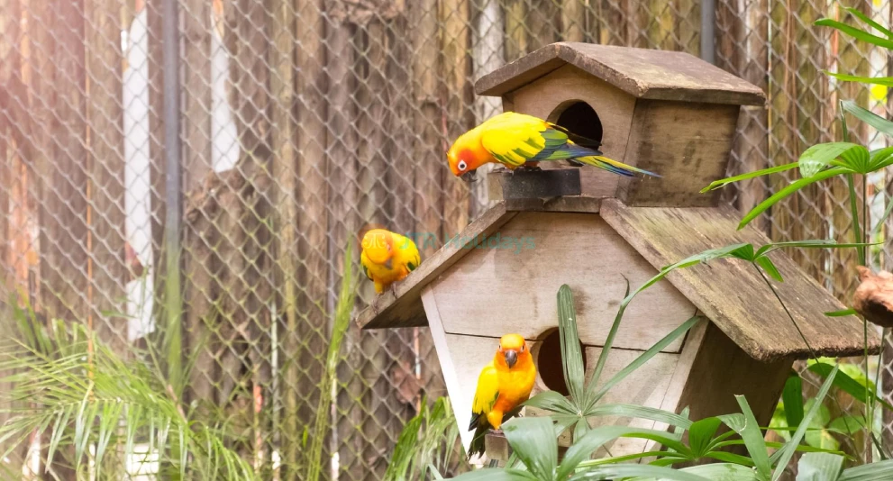 Phuket Bird Park - Thailand's Largest Bird Park with Exotic Species & Bird Shows - JTR Holidays - Image 1 of 5