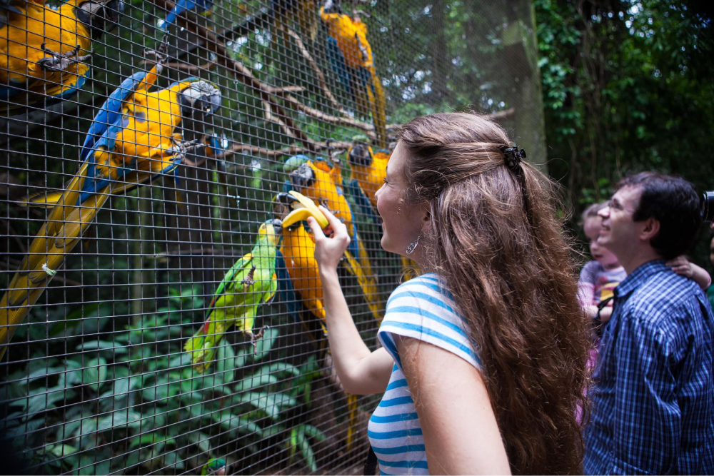 Phuket Bird Park - Discover the beauty of Phuket Bird Park, Thailand's largest bird park, home to over 1,000 birds from more than 100 exotic species. Get up close with colorful macaws, hornbills, eagles, parrots, and owls at Phuket Bird Park. Enjoy interactive bird feeding, take memorable photos, and watch the incredible bird show where smart birds perform fun tricks. Explore lush gardens, cascading waterfalls, and natural-style habitats at Phuket Bird Park. Perfect for families and nature lovers, Phuket Bird Park offers a fun and educational experience for all ages. Don’t miss the chance to visit Phuket Bird Park and create unforgettable memories in Phuket! Phuket Bird Park - Image 3 of 5