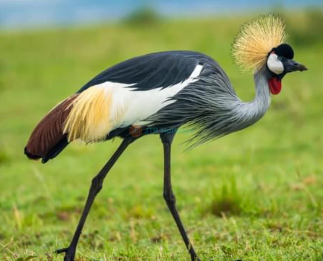 Phuket Bird Park - Thailand's Largest Bird Park with Exotic Species & Bird Shows - JTR Holidays - Image 2 of 5