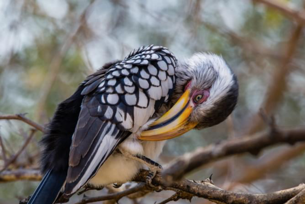 普吉鸟类公园 - Image 4 of 9