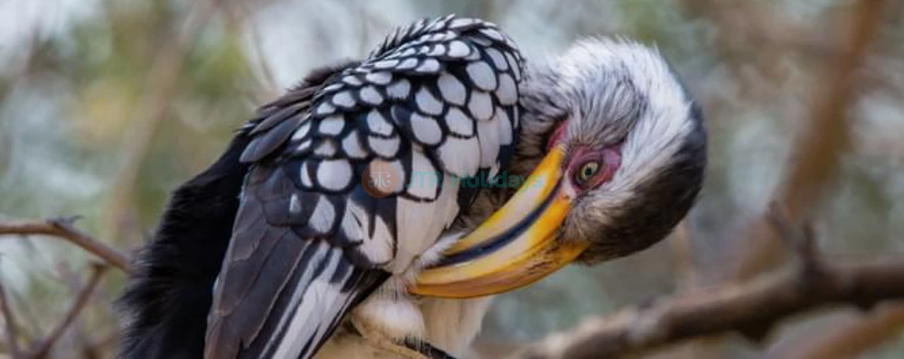 Parque de Aves de Phuket - Image 4 of 9