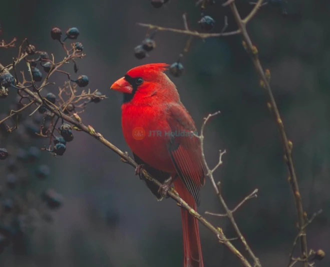 Parque de Aves de Phuket - Image 5 of 9