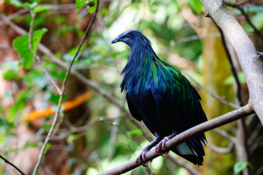 普吉鸟类公园 - Image 7 of 9