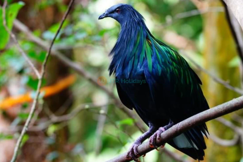 Parque de Aves de Phuket - Image 7 of 9