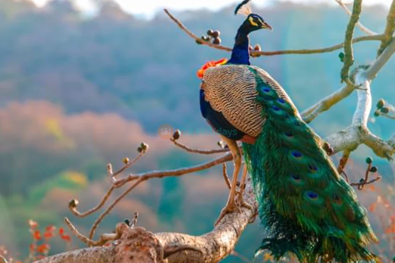 Phuket Bird Park - Thailand's Largest Bird Park with Exotic Species & Bird Shows - JTR Holidays - Image 9 of 9