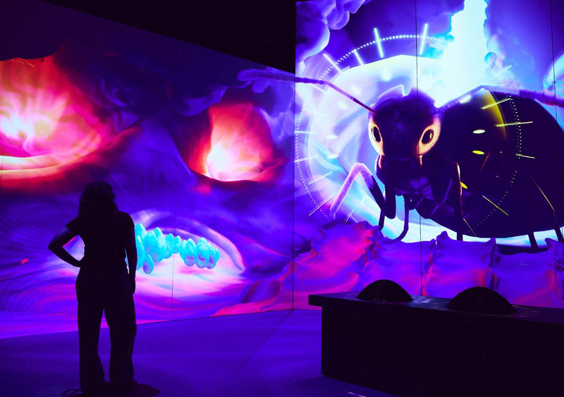 Antopia Museum Victoria – Explore the Fascinating World of Ants - JTR ...