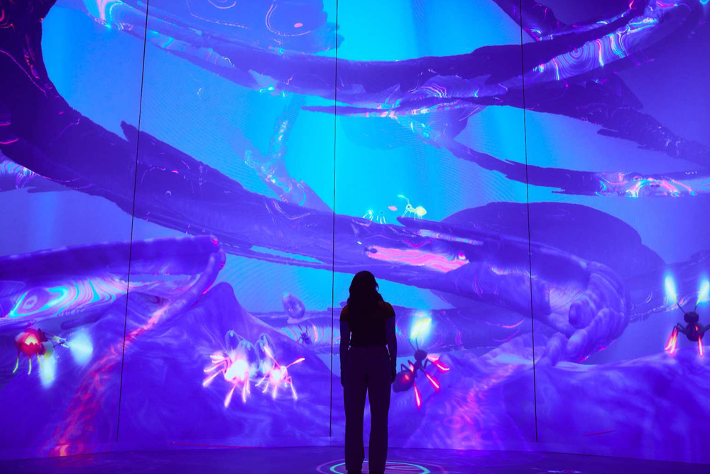 安托比亚博物馆 维多利亚 - 图片 4 的 5