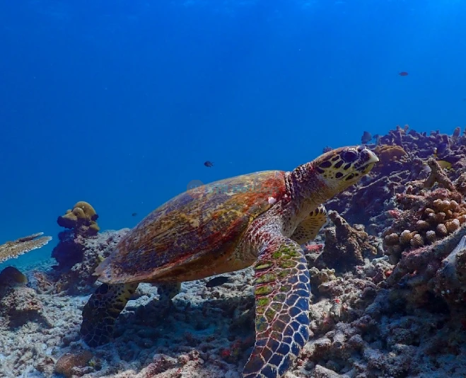 Surin Islands Snorkelling Tour from Phuket - Explore Coral Reefs & Marine Life - JTR Holidays - Image 2 of 5