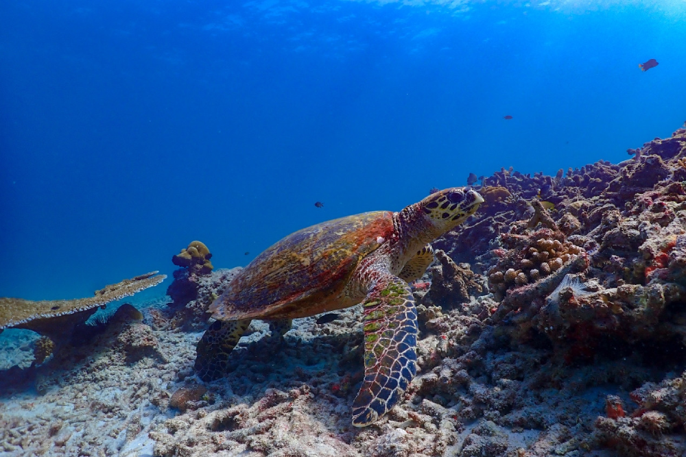 Surin Islands Snorkelling Tour from Phuket - Image 2 of 5