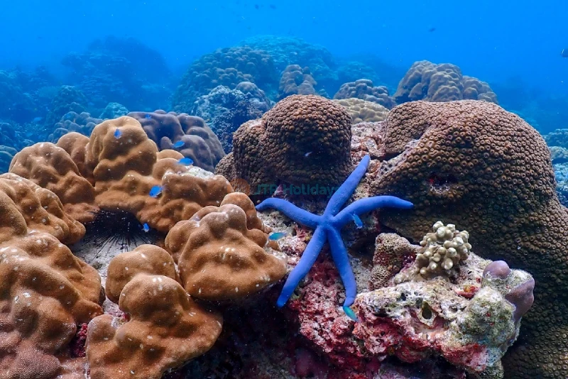 Surin Islands Snorkelling Tour from Phuket - Explore Coral Reefs & Marine Life - JTR Holidays - Image 8 of 8