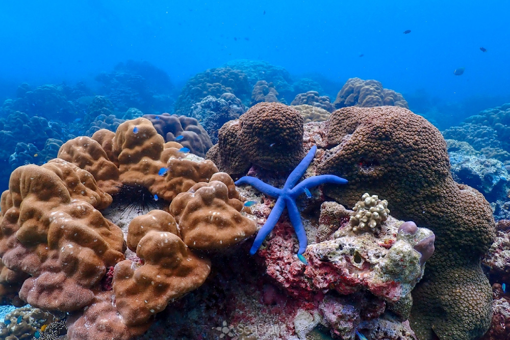 Surin Islands Snorkelling Tour from Phuket - Image 8 of 8