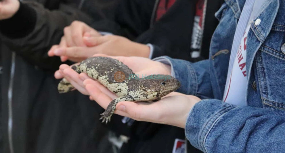 Gorge Wildlife Park – Discover Australian Wildlife Near Adelaide - JTR Holidays - Image 1 of 5