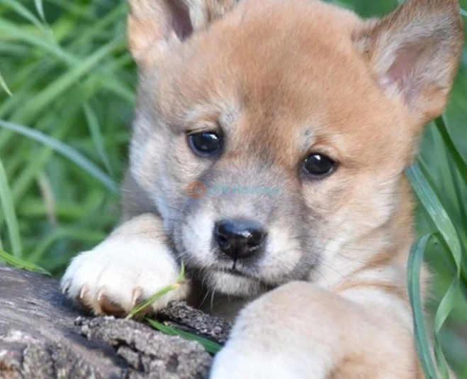 Gorge Wildlife Park – Discover Australian Wildlife Near Adelaide - JTR Holidays - Image 2 of 5