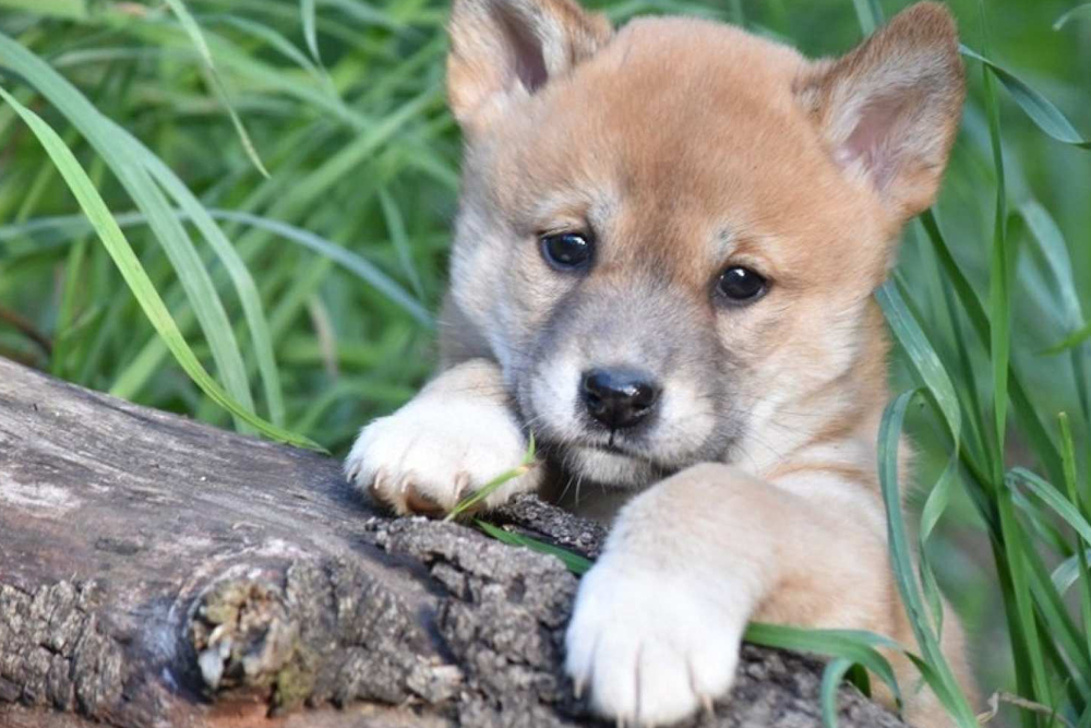 Gorge Wildlife Park - Image 2 of 8