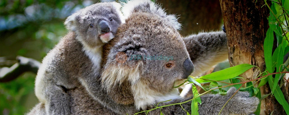 Gorge Wildlife Park – Discover Australian Wildlife Near Adelaide - JTR Holidays - Image 3 of 5