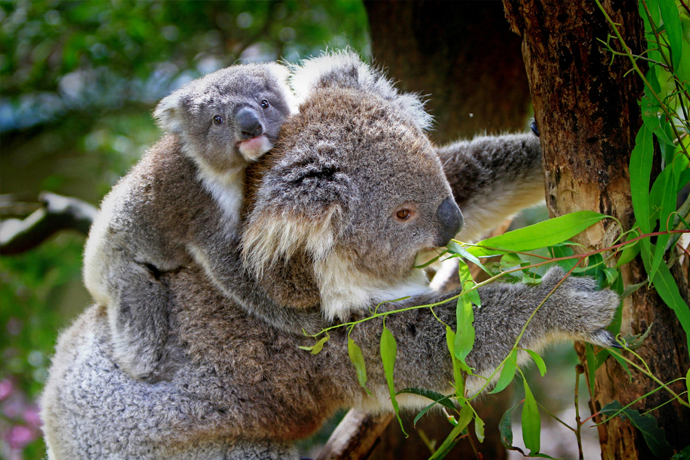 Gorge Wildlife Park - Image 3 of 5