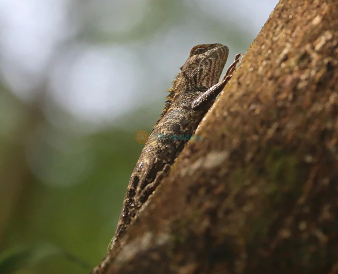 ゴージ・ワイルドライフ・パーク - 画像 5 の 5