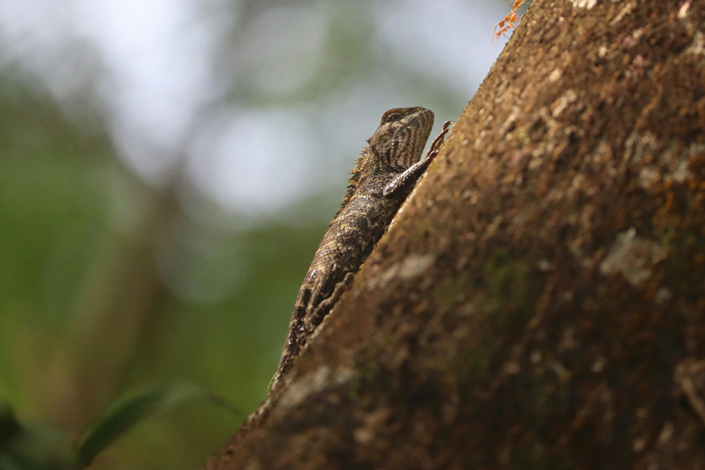 Gorge Wildlife Park - Image 5 of 5